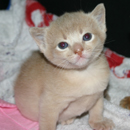 kitten
